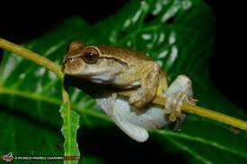 Image result for Xyris peteri