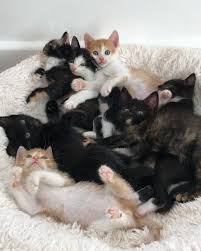 Rescue Cat Mama Gets Help For Her 7 Kittens After Trying To Keep Them All Alive On Her Own Mama Cat Pretty Cats Cats