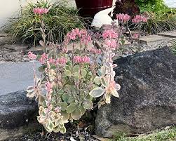 Image result for Kalanchoe fedtschenkoi
