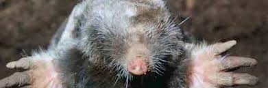 Image result for Mole