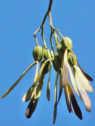 Image result for Gyrocarpus