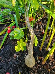 Image result for Jatropha schlechteri
