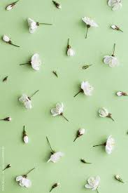 Blossom Background By Ruth Black Flower Blossom Stocksy United Flower Wallpaper Floral Wallpaper Green Wallpaper Download all photos and use them even for commercial projects.