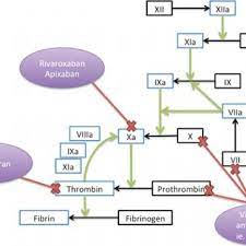 Mechanism Of Action Of Dabigatran Rivaroxaban And Warfarin Download Scientific Diagram