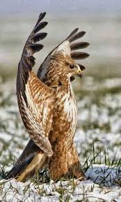 Birds Of Prey Animals Nature S Beauties Types Of Eagles Birds Of Prey Animals Beautiful