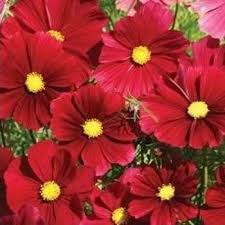 Cosmos Sensation Dazzler Flower Seeds Bipinnatus Mexican Aster Annual 40 Como Fazer Flores Flores Maravilhosas Belas Flores