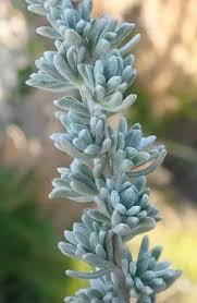 Image result for Eriocephalus racemosus