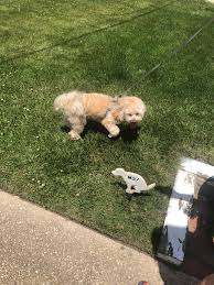 Setting up a camera & will report to animal control when i have the footage. My Dog S Utter Disregard For The Keep Dogs Off Grass Sign Firstworldanarchists