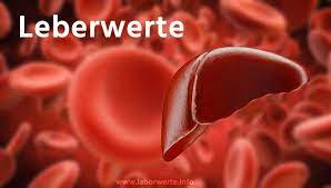 4.2 wovon erhöhen sich die leberwerte? á… Leberwerte Symptome Ursachen Fur Erhohte Werte Einfach Erklart