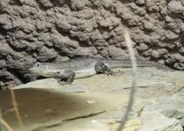 Image result for Microlophus peruvianus