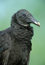 Black Bird With Long Tail Feathers In Texas Black Vulture Region 5 Texas Bird Images Bird Bird Illustration Bird Sightings