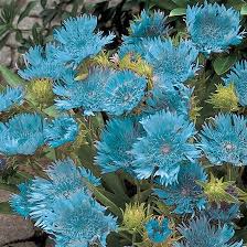 Sending blue flowers means that you are expecting to keep the romance burning and alive for years. 25 Most Beautiful Blue Flowers