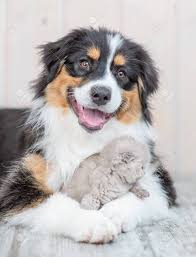 Adult Australian Shepherd Dog Hugging Baby Kitten At Home Stock Photo Picture And Royalty Free Image Image 132618468