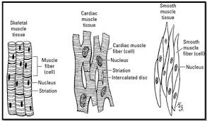 English chapter 6 tissues questions and answers, summary, notes pdf, kseeb solutions for class 9 science karnataka state board solutions help you to revise complete syllabus and score more marks in your examinations. Show The Difference Between The Three Types Of Muscle Fibers With Diagrams As3