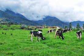Have a question about holsteins or dairy cows in general but don't know where to start? Wild West Dairyman Claims His Farms Can Bring Dairy Self Sufficiency To Malaysia
