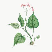 Begonia Erminea Transparent Png Premium Image By Rawpixel Com