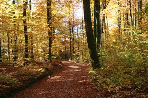 H&oslash;st i B&oslash;keskogen &ndash; Grethes grublerier
