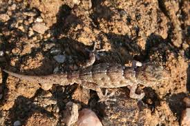 Image result for Searsia anchietae