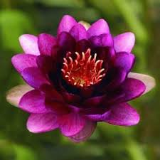 Bloomsz Nymphaea Lily Nero Water Plant 00394 The Home Depot Water Plants Plants Ornamental Plants