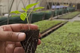 A root stimulator can provide young plants with macronutrients enabling them to establish a faster primary rooting system, vibrant growth, good nutrient absorption ability and the. Top 4 Ways To Stimulate Root Growth Articles Agfuse