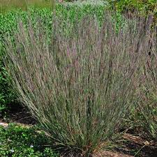 Image result for Stolzia compacta