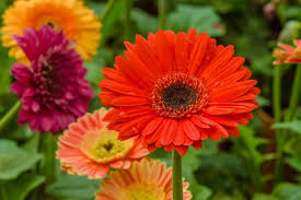 On the whole, the look like pale pastel yellow flames on top of a watercolor sea of large leaves. Flowers That Look Like Sunflowers 8 Types With Pictures Garden Tabs