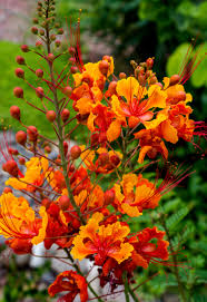 Image result for Caesalpinia rubra