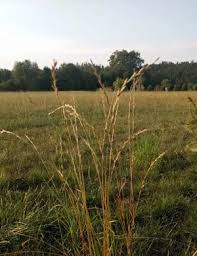 Image result for Bothriochloa bladhii
