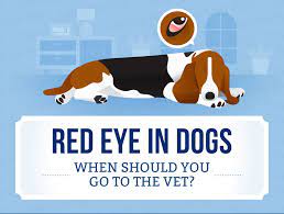 Red Eye In Dogs When To Go To The Vet Canna Pet