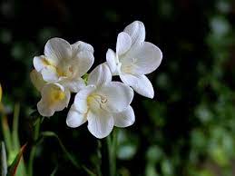 How To Grow Freesia Rayagarden