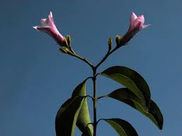 Image result for Craibia grandiflora