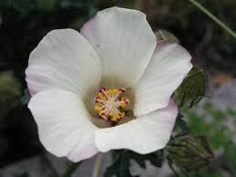 Image result for Hibiscus diversifolius