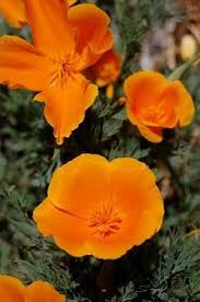 American flowers week ~ june 28 to july 4 ~ celebrating american grown flowers in all 50 states. List Of State Flowers For All 50 States Poppy Flower Meaning Flower Meanings Flowers
