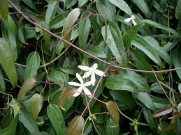 Image result for Clematis costata