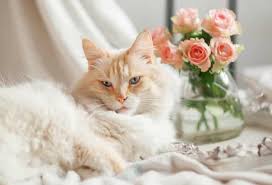 If you're not sure how rogue the residents are, we've put together some pet friendly gifts which you can shop below. 5 Flowers That Are Safe For Cats The Catnip Times