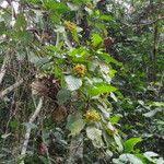 Image result for Leptactina involucrata