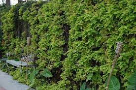 My sweet potato vine is my cheapest and fastest growing plant. Sweet Potato Vine Wall By Pool Picture Of Rathbone Mansions New Orleans Tripadvisor
