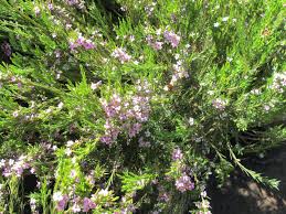 Image result for Glossostelma