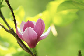 Buy magnolia jane trees at tree nursery. Jane Magnolia Tree Facts Plantingtree