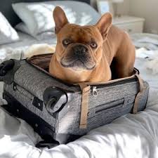 Top names for brindle dogs. 300 Best French Bulldog Names With Meanings All About Pets