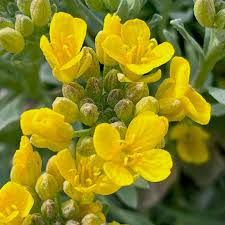 Image result for Disperis thomensis