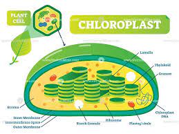 Plant Chloroplast Chemical Biology Vector Illustration Cross Section Diagram Vectormine Biology Lessons Biology Plant Science