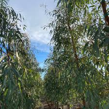 Image result for Eucalyptus camaldulensis