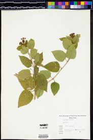 Image result for Lantana tiliifolia