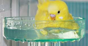 Budgie Bath Comederos Para Aves