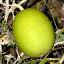 Image result for Cucumis kalahariensis