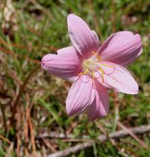 Image result for Zephyranthes minuta