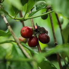 Image result for Coffea ligustroides