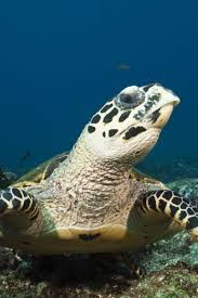 24 Amazing Animals That Are Almost Extinct Endangered Sea Turtles Underwater Animals Sea Turtle