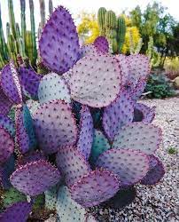 Have you ever seen this weird method of propagation? Why Is The Prickly Pear Cactus One Of The Most Popular Cacti